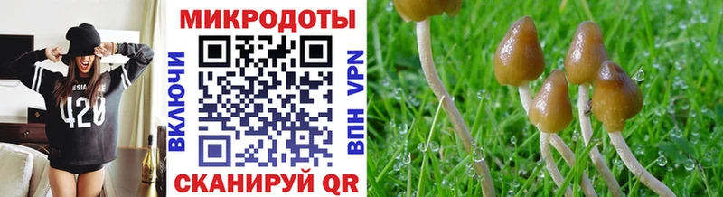 Галлюциногенные грибы Psilocybine cubensis  Купить  Никольск 